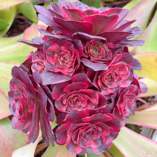 Pre-sale！！！！Shipping in September！！！！！魅金玫瑰锦，Aeonium Black Gold Rose Varigated，Rootless cluster，20cm