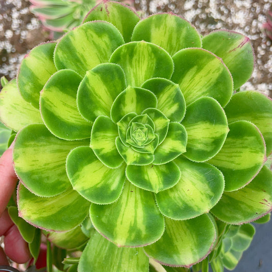 Pre-Sale!! Shipping in September!!!Aeonium Glaze，Cutting 12cm