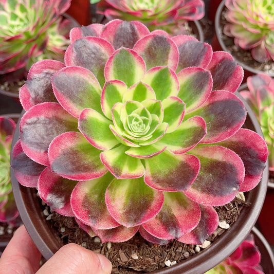 玉姿Aeonium Yuzi，Single Head With Root 13cm