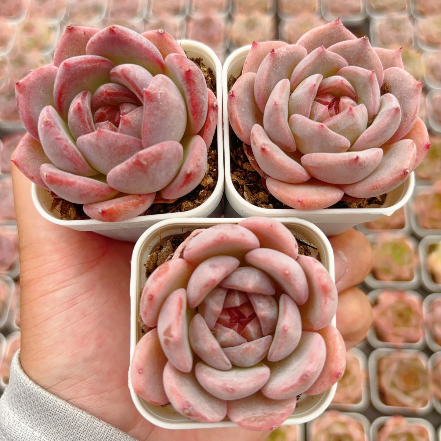 清荷，Echeveria Elegant Lotus，Single Head，6.5cm Pot