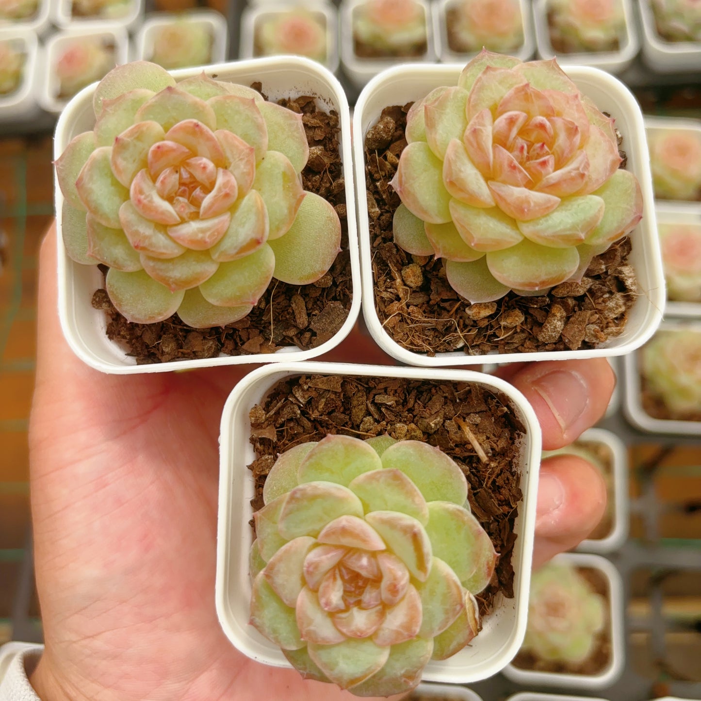 弗洛伊德，Echeveria Freud，Single Head，6.5cm Pot