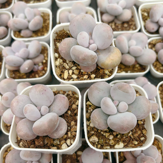 奶酪，Graptopetalum Fred Ives，Single Head，6.5cm Pot