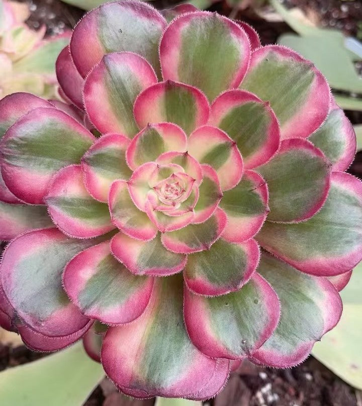 云荷，Aeonium Yunhe，Cutting 10cm