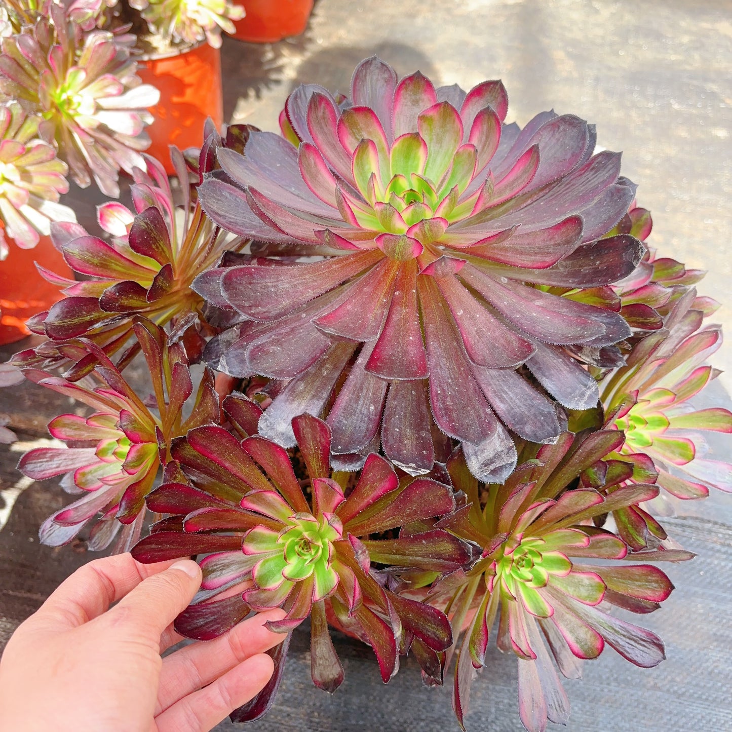 草莓蛋糕，Cluster Aeonium Strawberry Cake，Cluster 30-40cm，At Least 8 heads