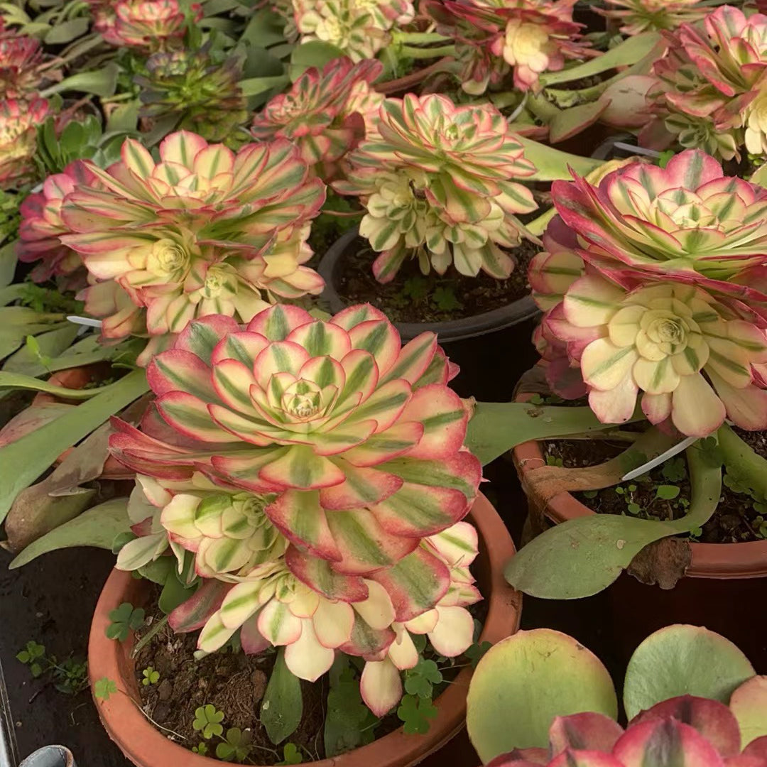 倾城群，Cluster Aeonium Allure，Rootless Cluster，20cm，At Least 6 heads