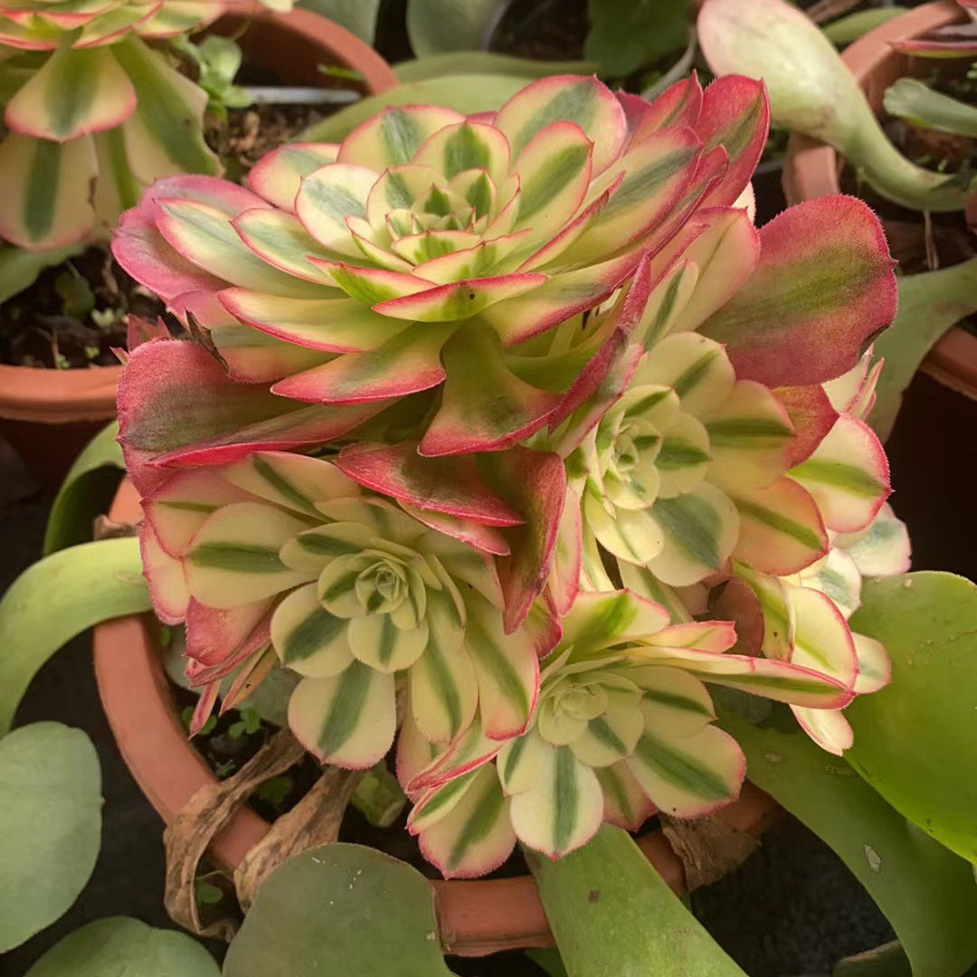 倾城群，Cluster Aeonium Allure，Rootless Cluster，20cm，At Least 6 heads