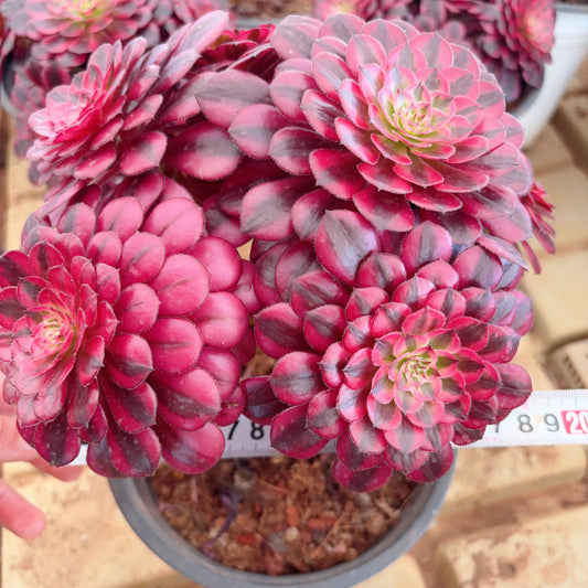 Pre-sale！！！！Shipping in September！！！！！黑铜壶，Aeonium Zwartkin the Black，cluster，about 5 heads，15cm