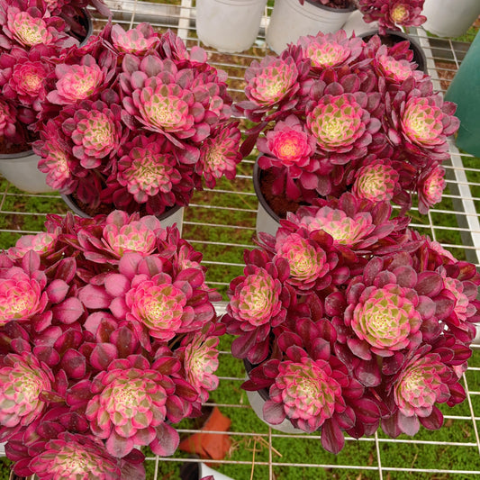 Pre-sale！！！！Shipping in September！！！！！黑铜捧花，Aeonium Zwartkin the black，cluster，At least 6 heads，20cm