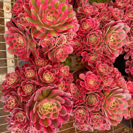 Pre-sale！！！！Shipping in September！！！！！粉女郎，Aeonium Pink Lady，cluster，At least 10 heads，20cm
