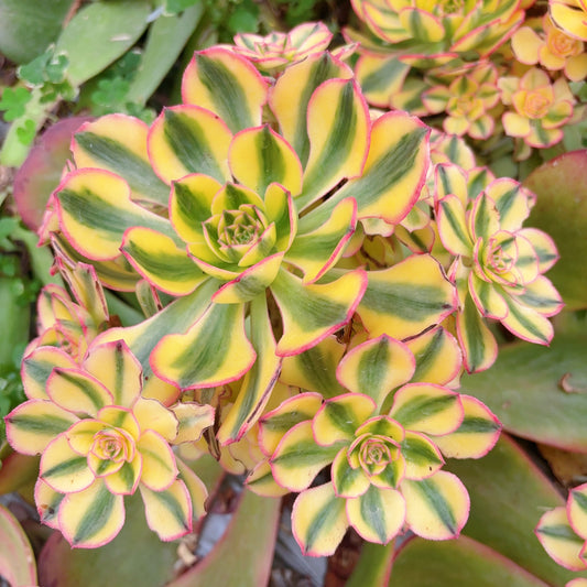 Pre-sale！！！！Shipping in September！！！！！太阳神，Aeonium Golden Crow，Rootless cluster，At least 10 heads，15-20cm
