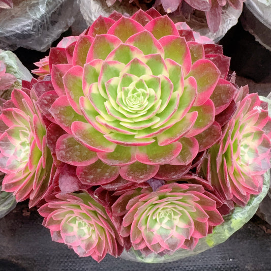 Pre-sale！！！！Shipping in September！！！！！海王群，Aeonium Neptune，cluster，At least 5 heads，15cm