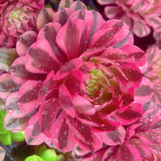 Pre-sale！！！！Shipping in September！！！！！星云/粉体黑铜壶，Aeonium Nebula，Cutting，About 8cm