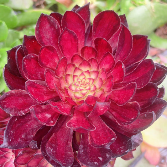 Pre-sale！！！！Shipping in September！！！！！宝莲灯主头，Aeonium Lotus Lantern，Cutting，About 10-13cm