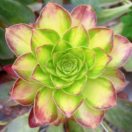 Pre-sale！！！！Shipping in September！！！！！赤焰，Aeonium Fire，Cutting，About 8cm