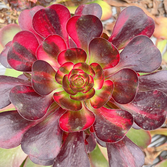 Pre-sale！！！！Shipping in September！！！！！花蝴蝶，Aeonium Colorful Butterfly，Cutting，About 10cm