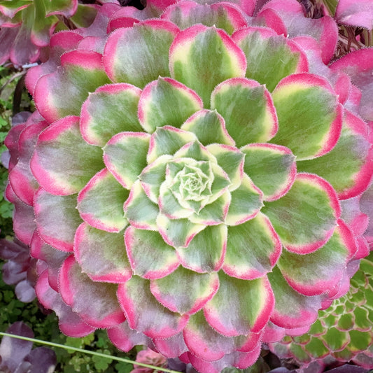 Pre-sale！！！！Shipping in September！！！！！波澜，Aeonium Waves，Cutting，About 10—13cm
