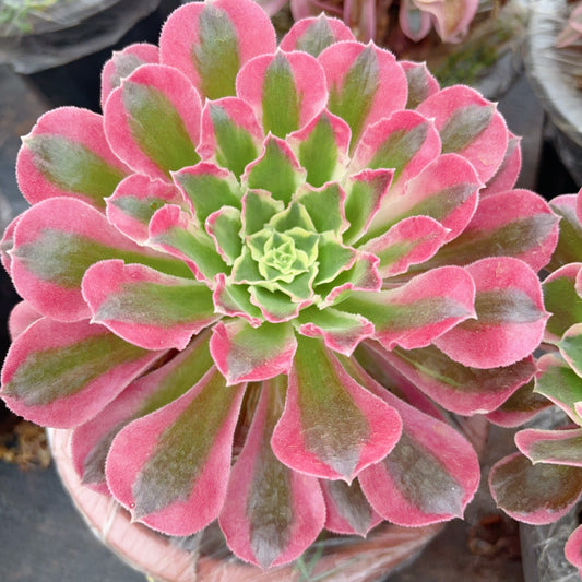 Pre-sale！！！！Shipping in September！！！！！蕾丝雨花石,Aeonium Lace Leaf River Stone，Cutting，About 10-13cm