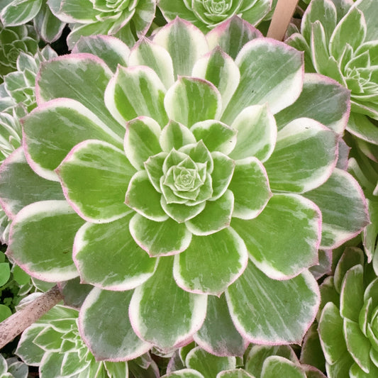 Pre-sale！！！！Shipping in September！！！！！荧光锦，Aeonium Fluorescence，Cutting，About 8-10cm