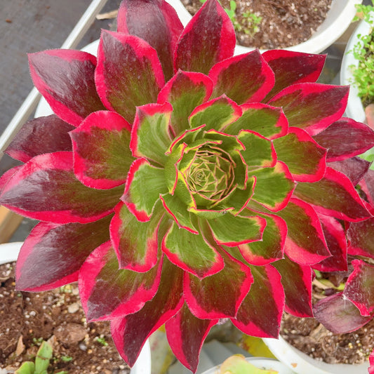 Pre-sale！！！！Shipping in September！！！！！冰武士锦/魅影优选，Aeonium Ice Warrior Varigated/Phantom Selected，Cutting，About 15cm