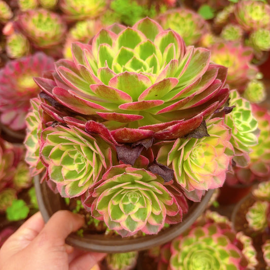 Pre-sale！！！！Shipping in September！！！！！海仙，Aeonium Sea Fairy，cluster，At least 6 heads，15cm