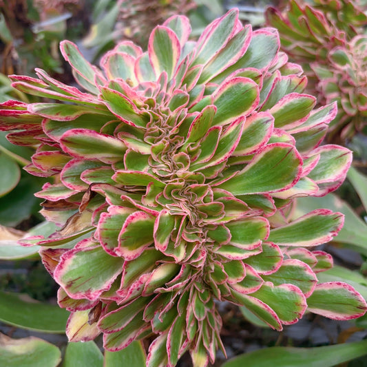 Pre-sale！！！！Shipping in September！！！！！V锦缀化，Aeonium The V 缀化，Rootless Crest，13-18cm