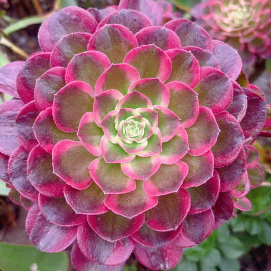 Pre-sale！！！！Shipping in September！！！！！海棠，Aeonium Begonia，Cutting，About 8-10cm