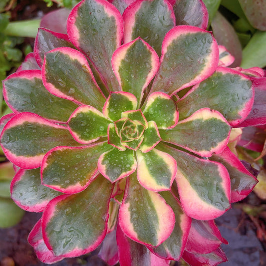 Pre-sale！！！！Shipping in September！！！！！新品种香玉，Aeonium Fragrant Jade，Cutting，About 15cm