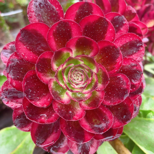 Pre-sale！！！！Shipping in September！！！！！鸿运，Aeonium Great Fortune，Cutting，About 8cm