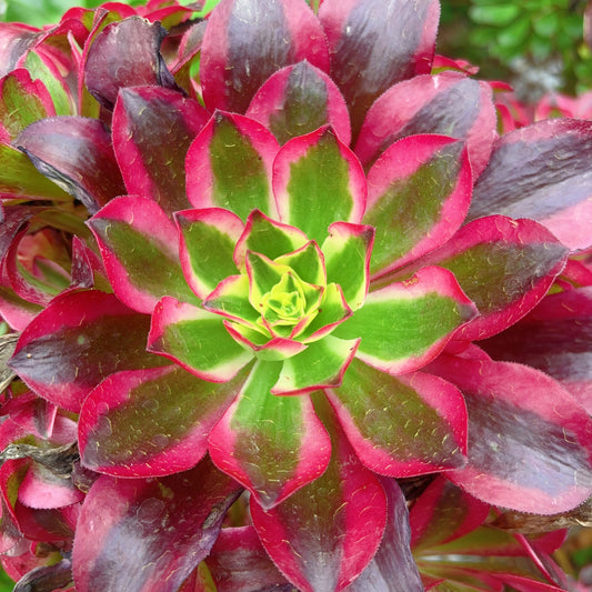 Pre-sale！！！！Shipping in September！！！！！樱桃主头，Aeonium Cherry，Cutting，About 13-15cm