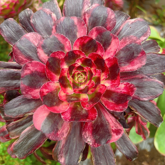 Pre-sale！！！！Shipping in September！！！！！红钻，Aeonium Red Diamond，Cutting，About 10-13cm