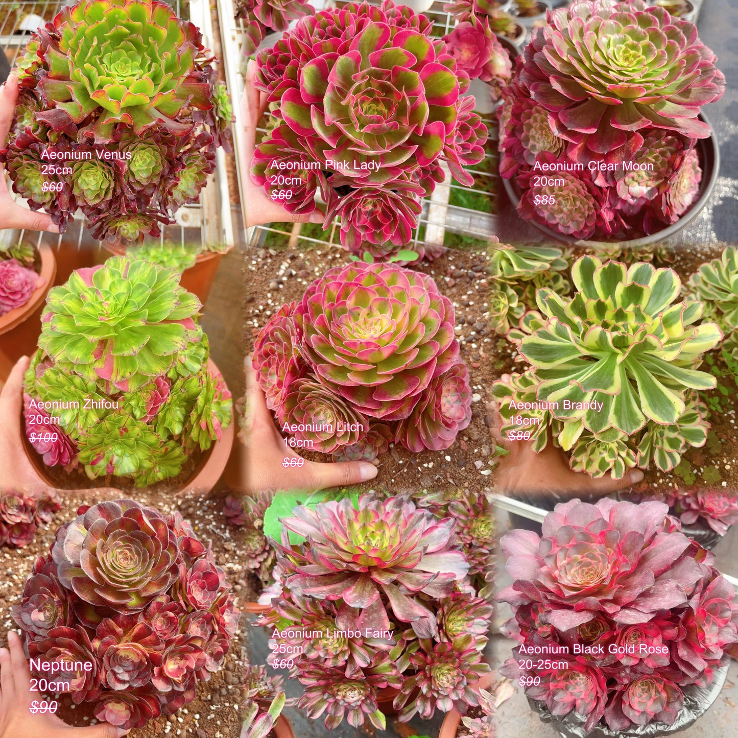 Pre-sale！！！！Shipping in September！！！！！Rare Aeonium Clusters， Choose 5 out of 9, After placing your order, Please contact us to let us know your choices after ordering.