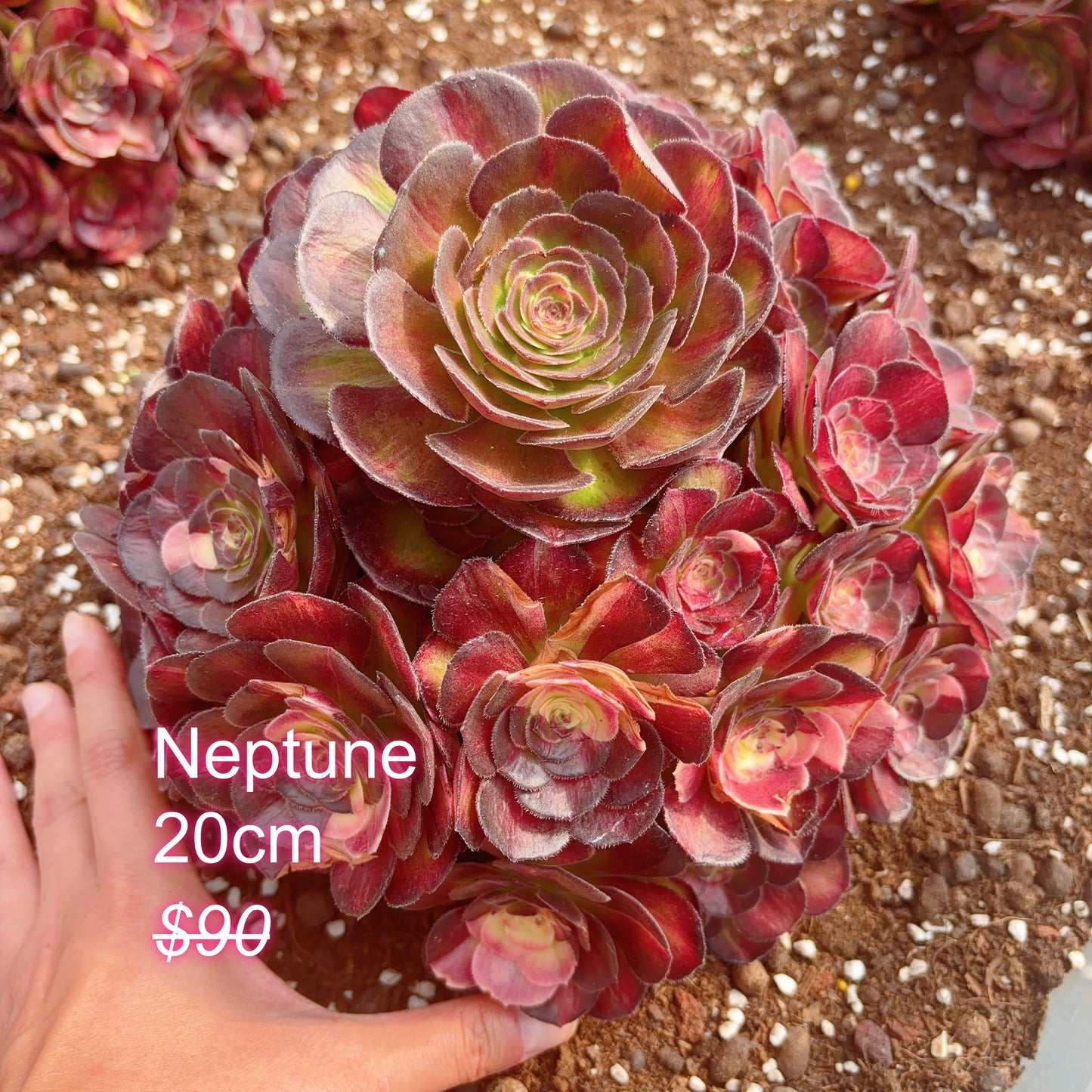 Pre-sale！！！！Shipping in September！！！！！Rare Aeonium Clusters， Choose 5 out of 9, After placing your order, Please contact us to let us know your choices after ordering.
