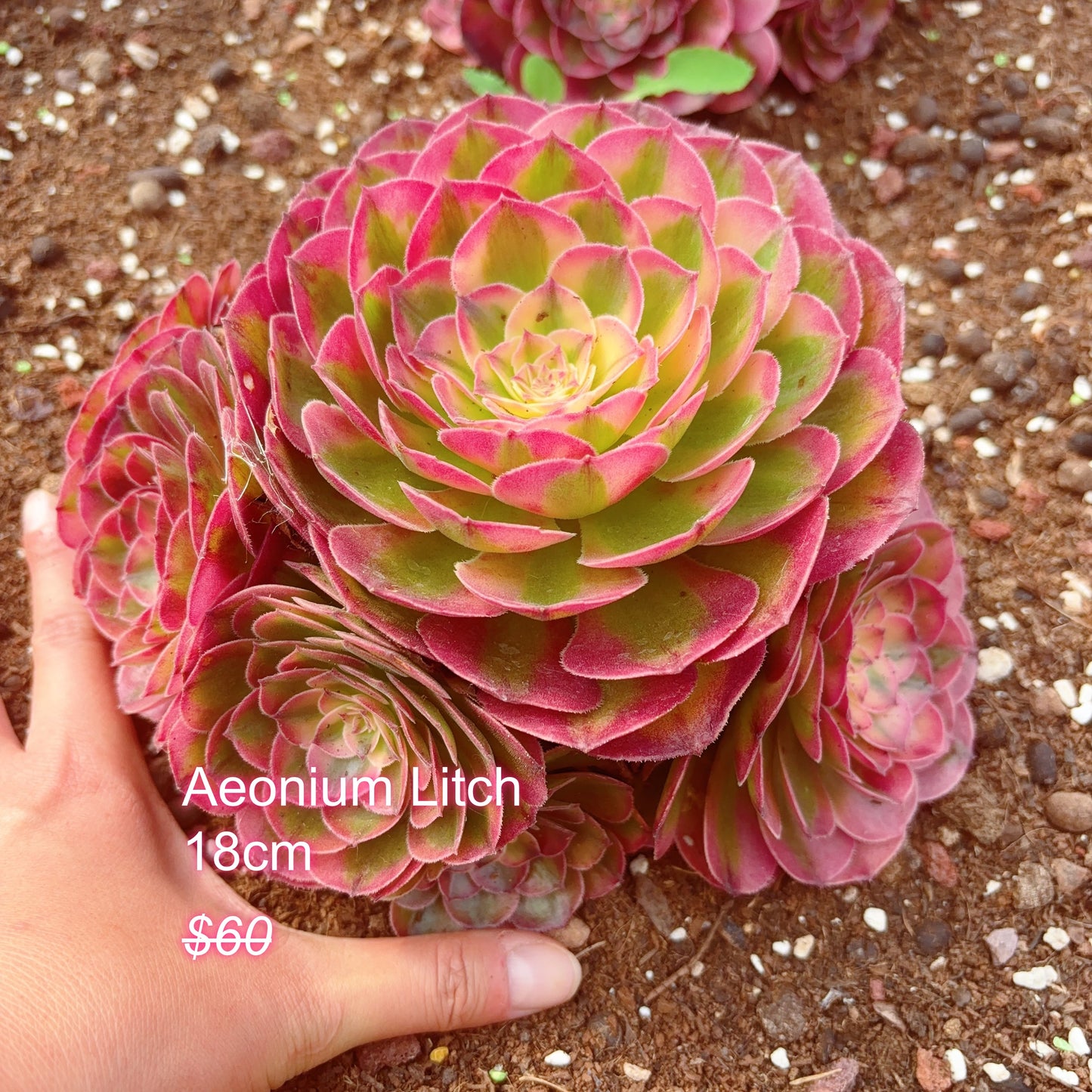 Pre-sale！！！！Shipping in September！！！！！Rare Aeonium Clusters， Choose 5 out of 9, After placing your order, Please contact us to let us know your choices after ordering.