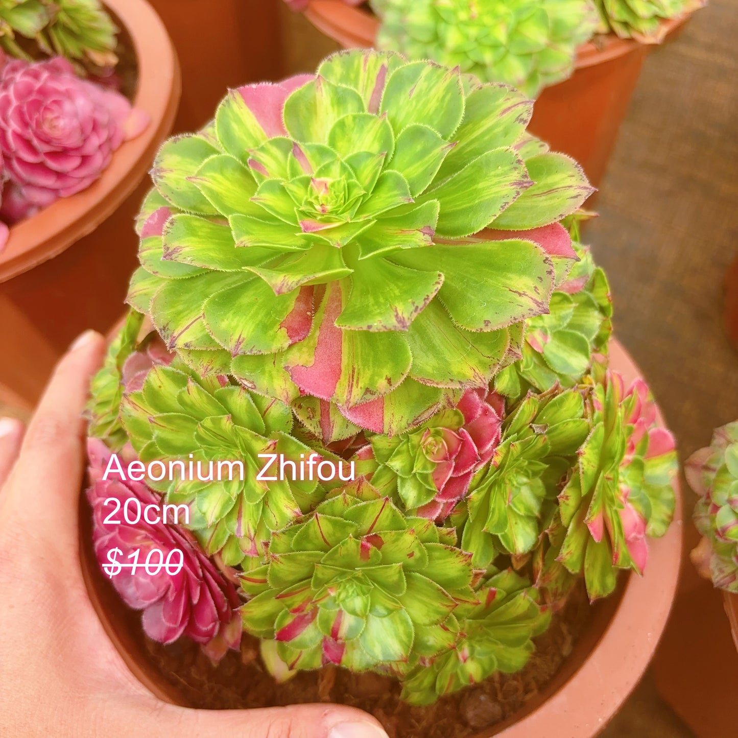 Pre-sale！！！！Shipping in September！！！！！Rare Aeonium Clusters， Choose 5 out of 9, After placing your order, Please contact us to let us know your choices after ordering.