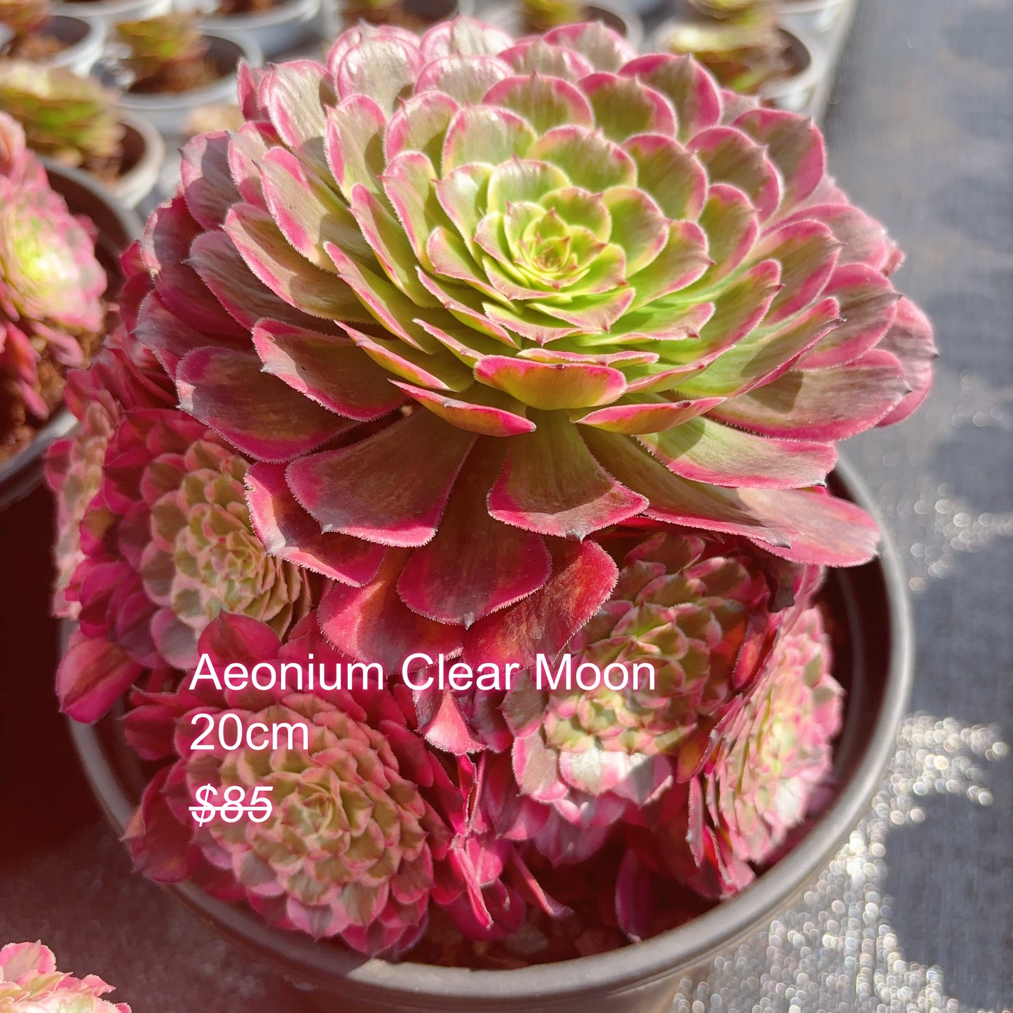 Pre-sale！！！！Shipping in September！！！！！Rare Aeonium Clusters， Choose 5 out of 9, After placing your order, Please contact us to let us know your choices after ordering.