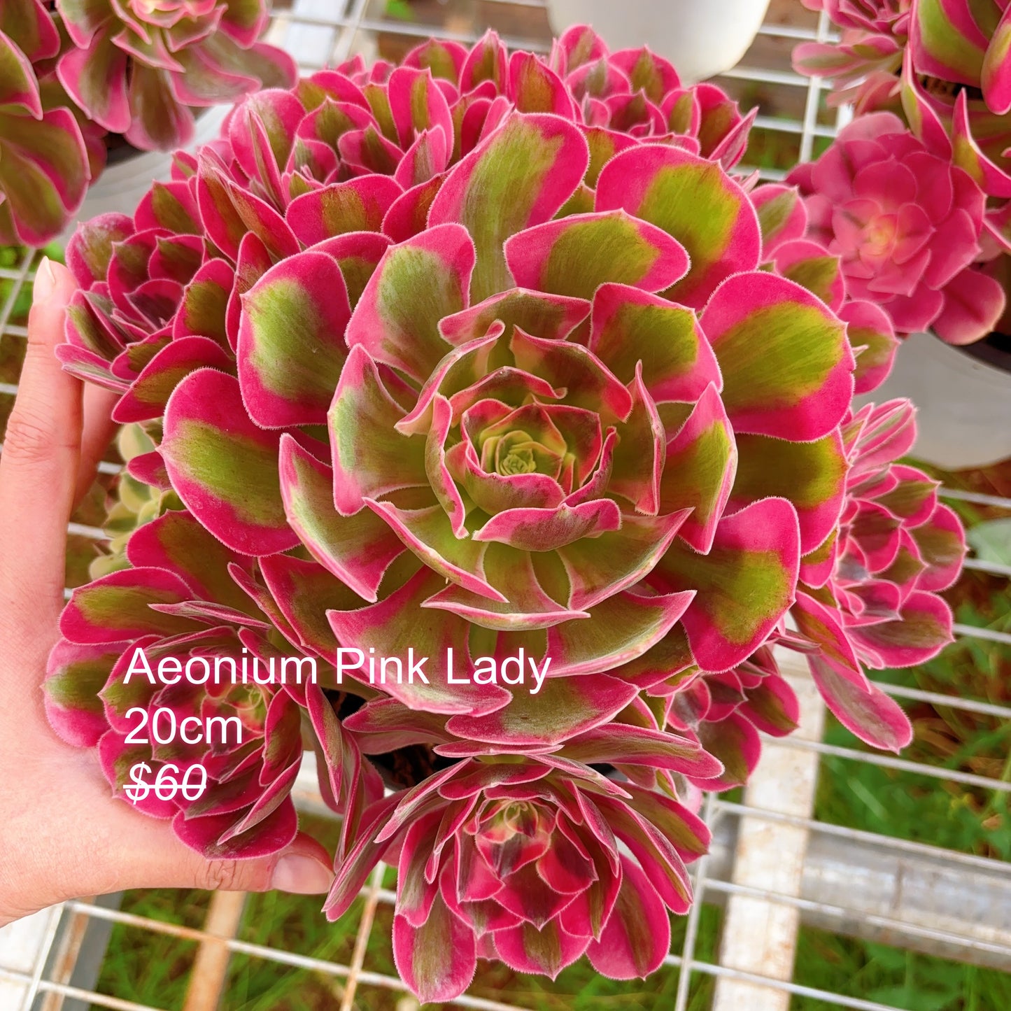 Pre-sale！！！！Shipping in September！！！！！Rare Aeonium Clusters， Choose 5 out of 9, After placing your order, Please contact us to let us know your choices after ordering.