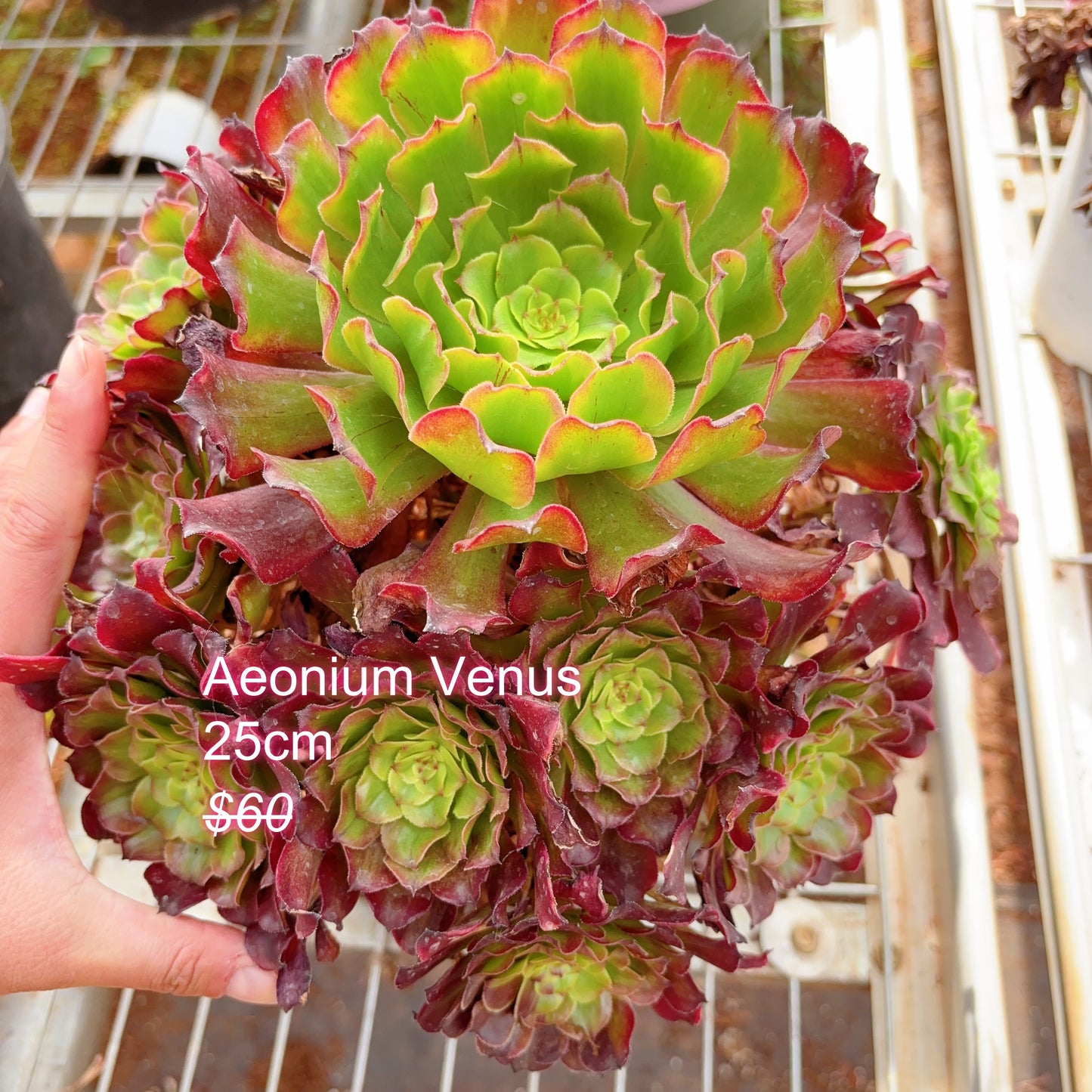 Pre-sale！！！！Shipping in September！！！！！Rare Aeonium Clusters， Choose 5 out of 9, After placing your order, Please contact us to let us know your choices after ordering.