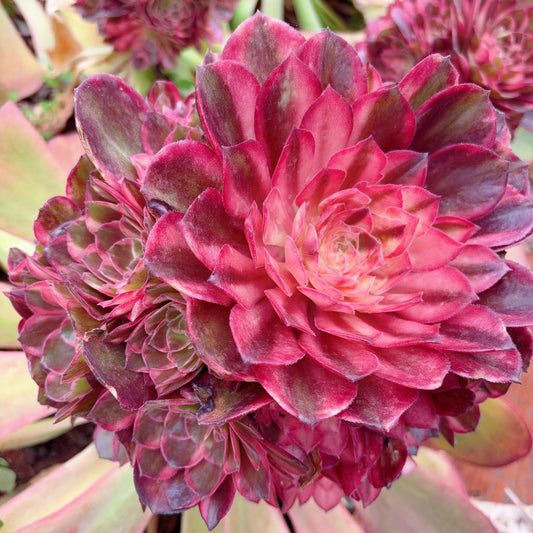Pre-sale！！！！Shipping in September！！！！！黑魔锦，Aeonium Black Devil Varigated，Rootless cluster，20cm