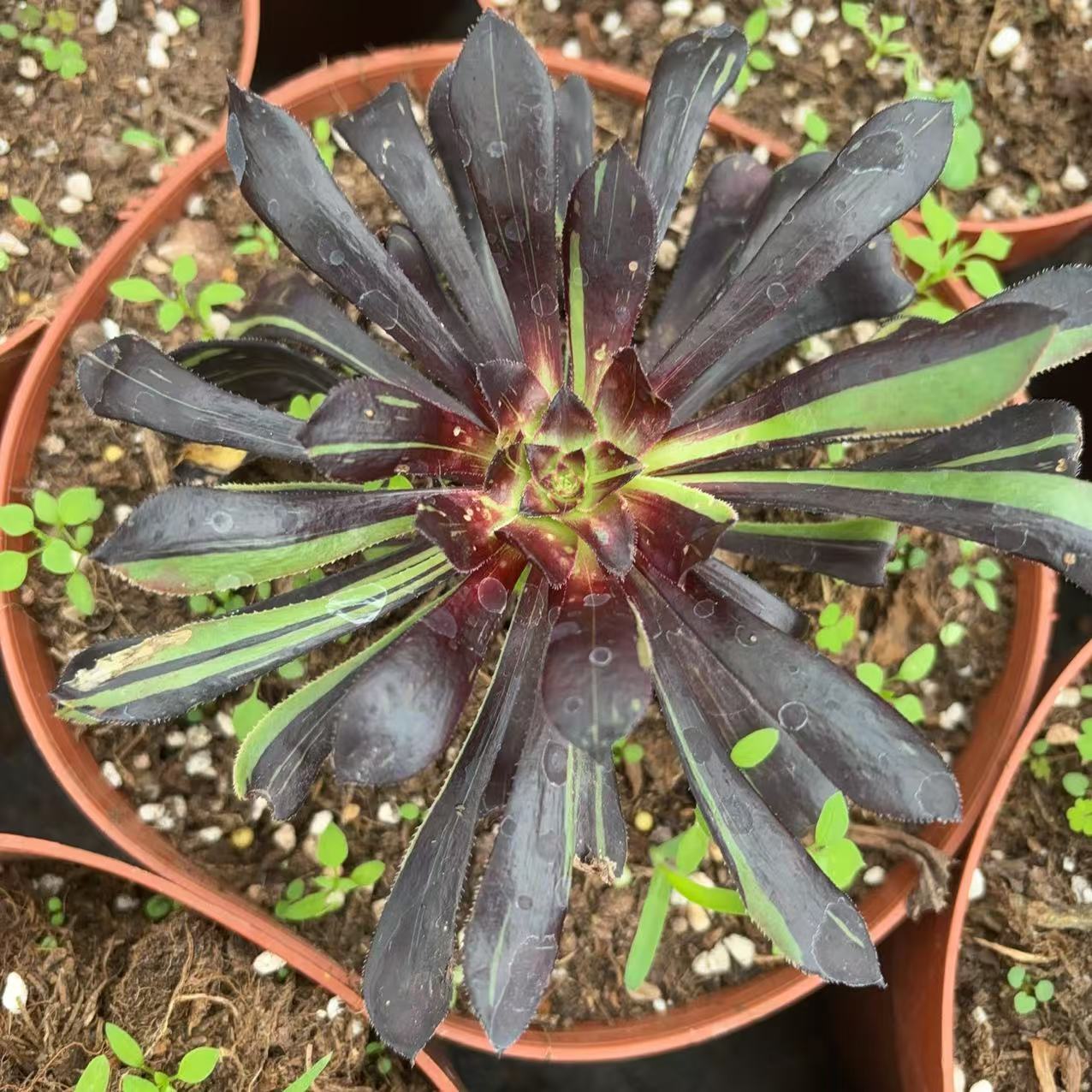 墨法师拉丝，Aeonium M Brushed，Single head，13cm