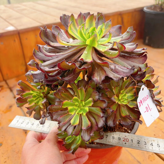 Unique！！No.241102-01.Aeonium Black Peony，Cluster.Sizes Shown in Photos.