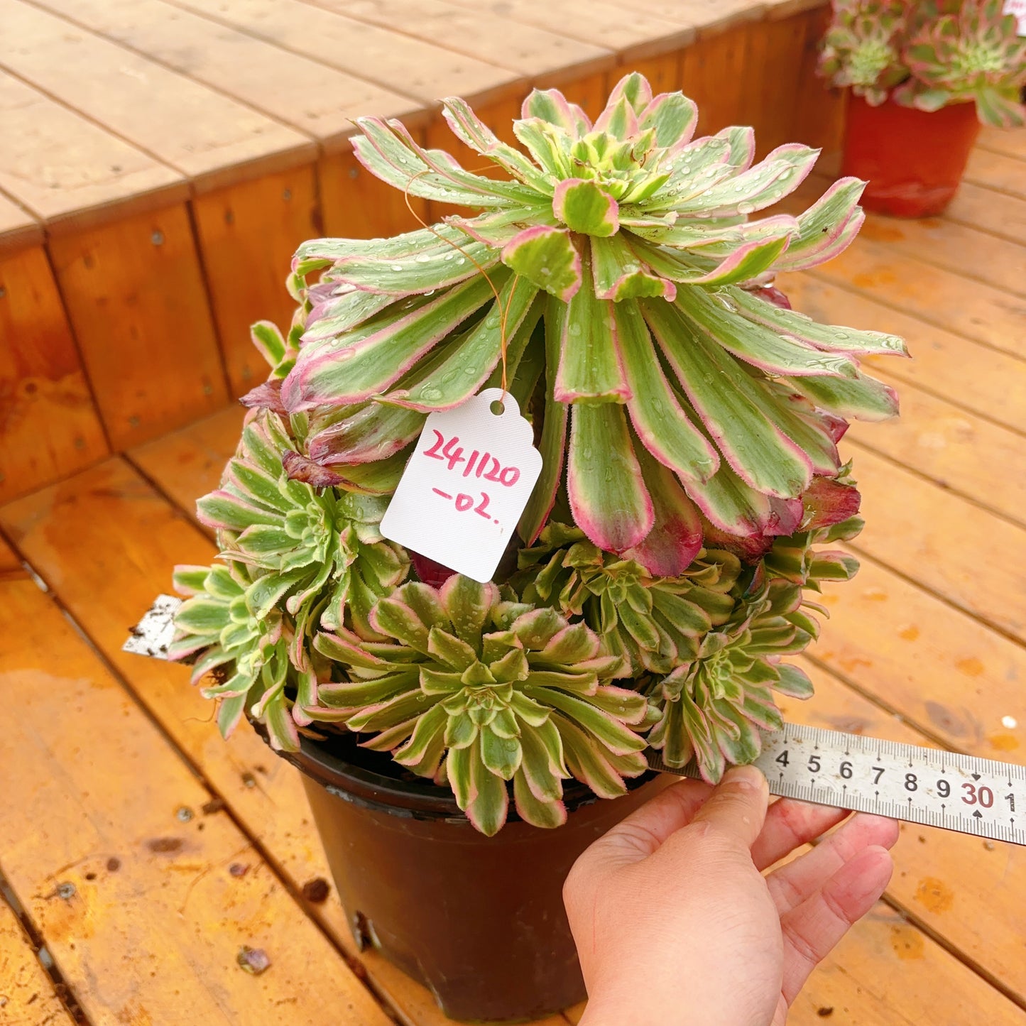 Unique！！No.241102-02.Aeonium Candy Bomb，Cluster.Sizes Shown in Photos.