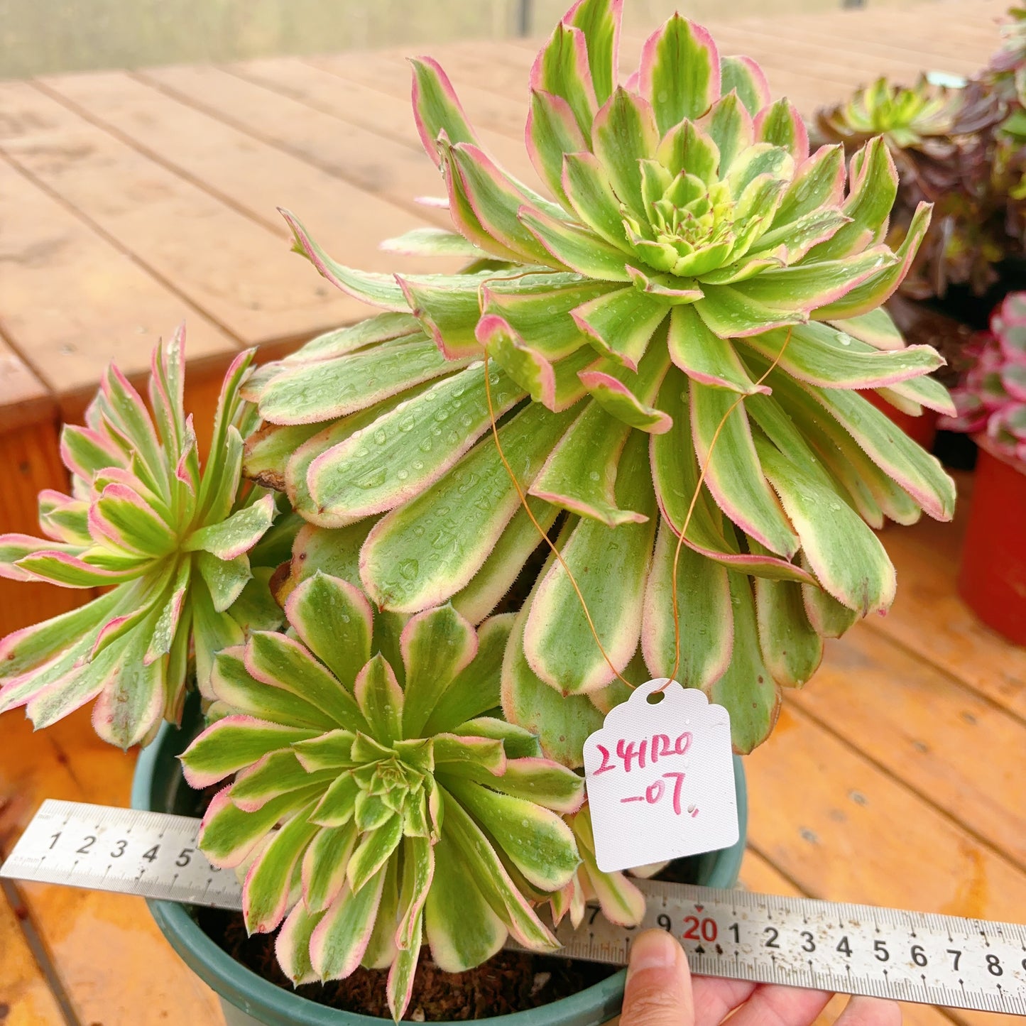 Unique！！No.241102-07.Aeonium Candy Bomb，Cluster.Sizes Shown in Photos.