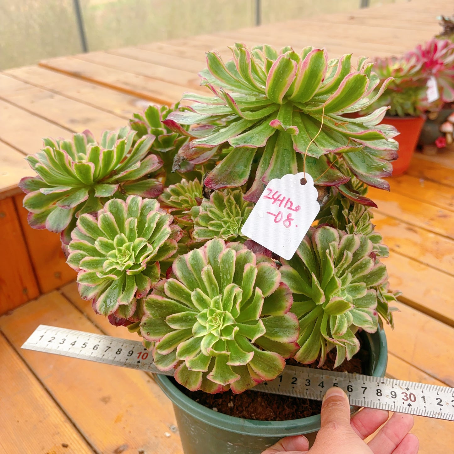 Unique！！No.241102-08.Aeonium Candy Bomb，Cluster.Sizes Shown in Photos.