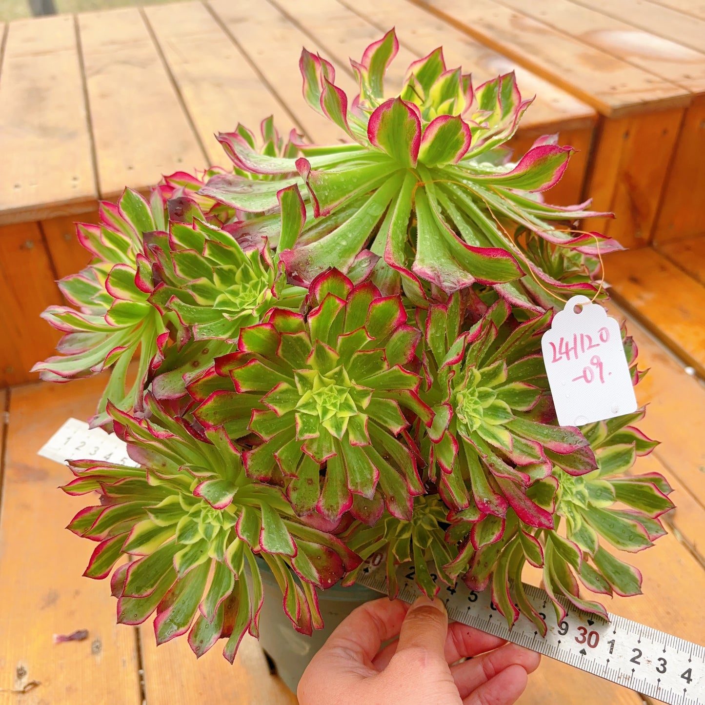 Unique！！No.241102-09.Aeonium Tian He，Cluster.Sizes Shown in Photos.