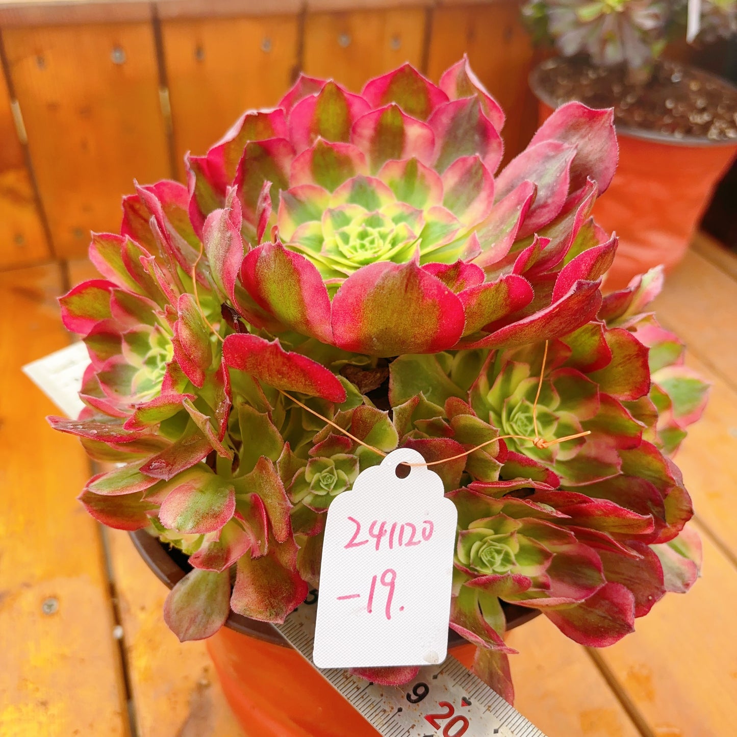 Unique！！No.241102-19.Winkle Leaves Aeonium Yuzi，Cluster.Sizes Shown in Photos.