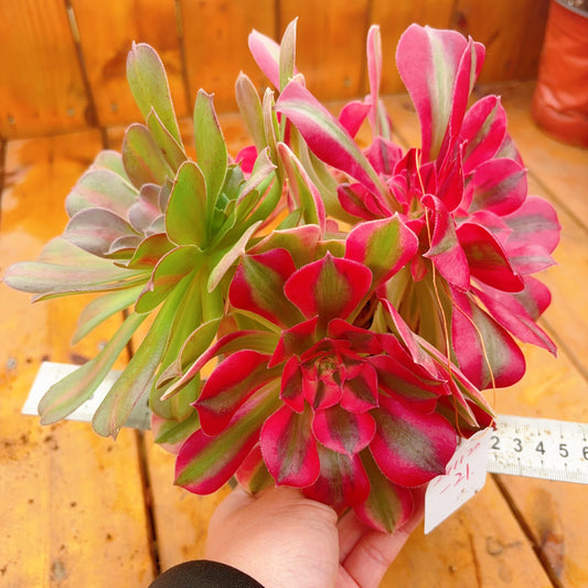 Unique！！No.241102-21.2 Species in 1，Aeonium Pink Witch&Middle，Cluster.Sizes Shown in Photos.