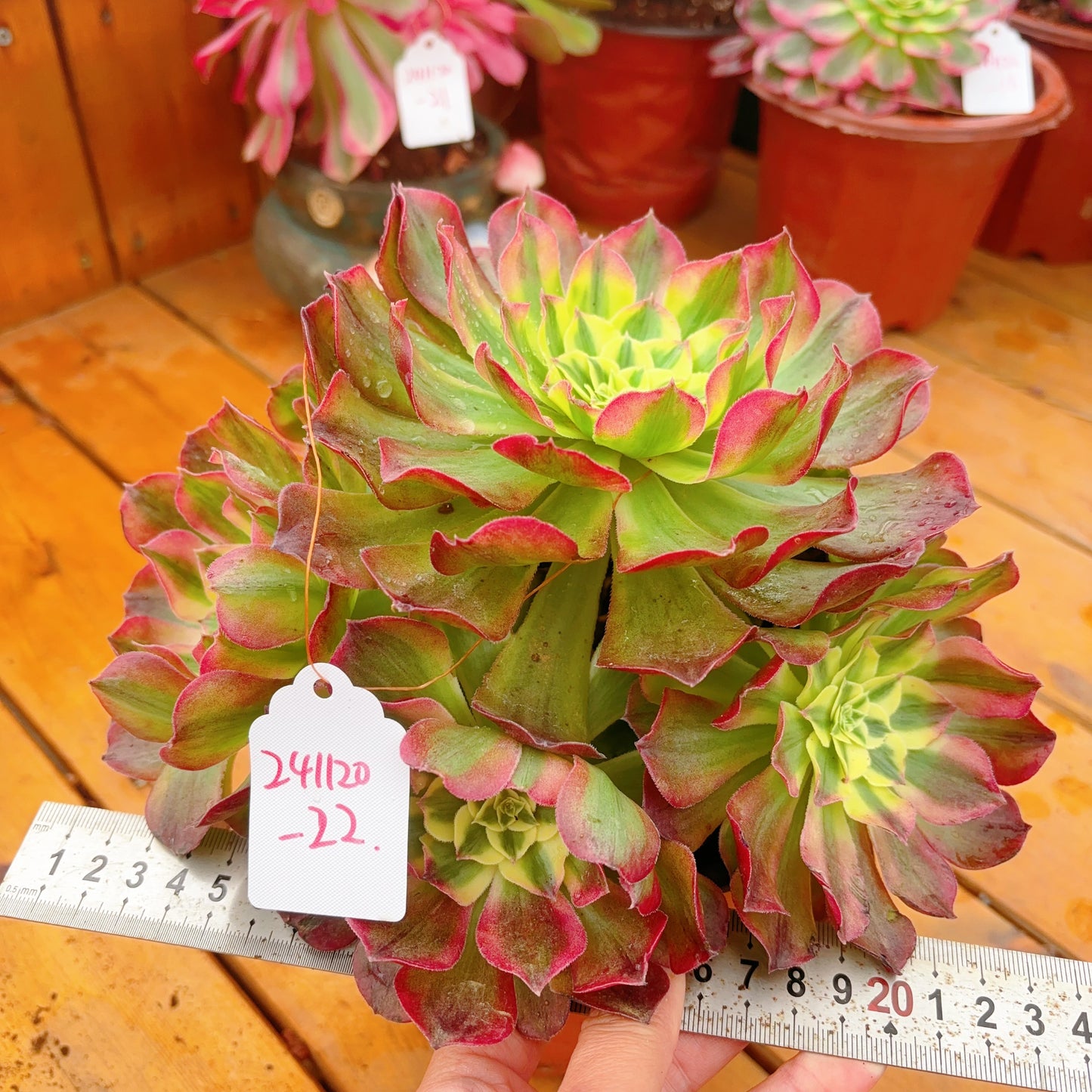 Unique！！No.241102-22.Winkle Leaves Aeonium Yuzi，Cluster.Sizes Shown in Photos.