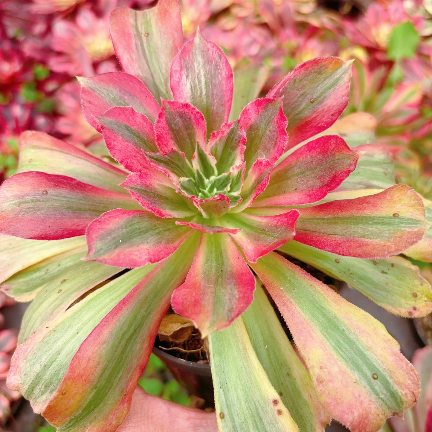 金辉，Aeonium Golden Glow，Cutting，10cm