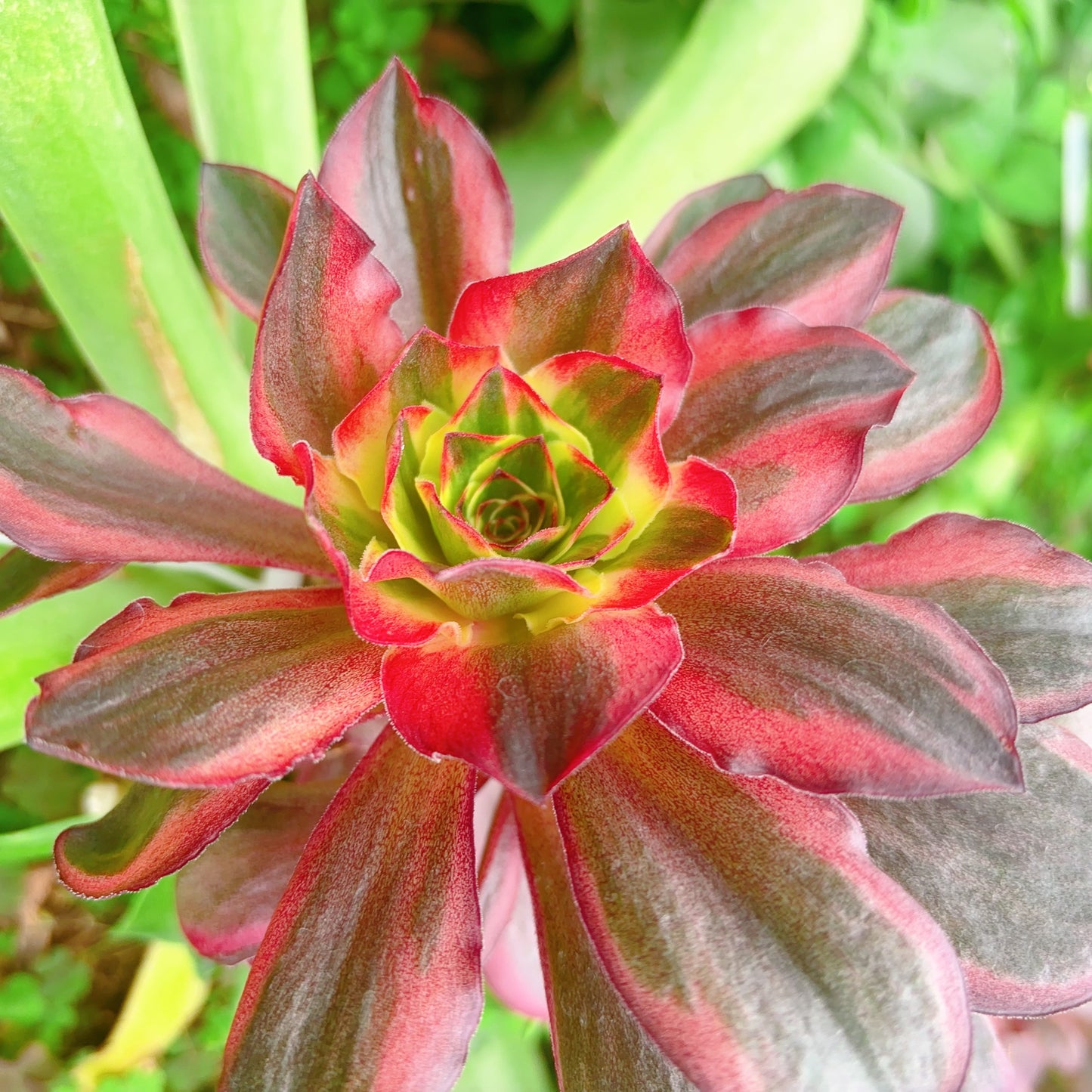 魅金玫瑰锦，Aeonium Black Gold Rose Varigated，Cutting 10cm