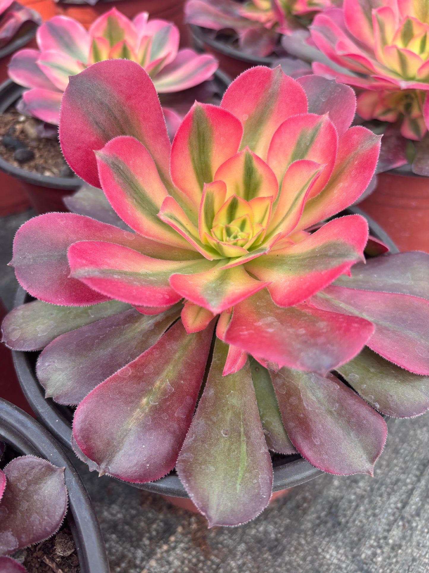 香妃，Cluster Aeonium Princess，15cm，At Least 5 side heads.